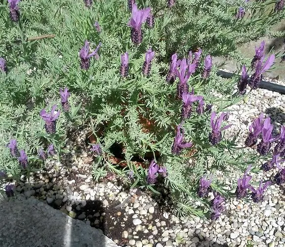 Otel Tiziana Venedik-Lido