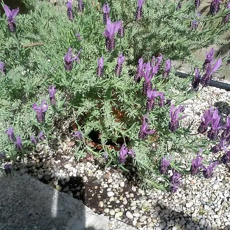 Hotel Tiziana Venezia Lido
